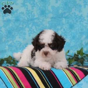 Max, Toy Poodle Puppy